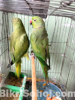 ইন্ডিয়ান রিংনেক টিয়া